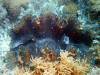 317 - 20171023 Hamilton Island Whitsundays GBR Platform Dive3