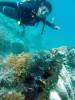 318 - 20171023 Hamilton Island Whitsundays GBR Platform Dive3