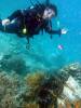 319 - 20171023 Hamilton Island Whitsundays GBR Platform Dive3