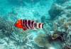 320 - 20171023 Hamilton Island Whitsundays GBR Platform Dive3
