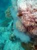 321 - 20171023 Hamilton Island Whitsundays GBR Platform Dive3
