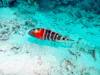 322 - 20171023 Hamilton Island Whitsundays GBR Platform Dive3
