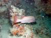 324 - 20171023 Hamilton Island Whitsundays GBR Platform Dive3
