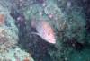 325 - 20171023 Hamilton Island Whitsundays GBR Platform Dive3