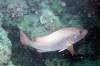 326 - 20171023 Hamilton Island Whitsundays GBR Platform Dive3