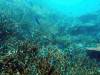 327 - 20171023 Hamilton Island Whitsundays GBR Platform Dive3