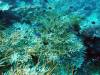 328 - 20171023 Hamilton Island Whitsundays GBR Platform Dive3