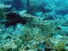 329 - 20171023 Hamilton Island Whitsundays GBR Platform Dive3
