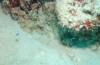 330 - 20171023 Hamilton Island Whitsundays GBR Platform Dive3