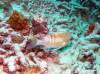 331 - 20171023 Hamilton Island Whitsundays GBR Platform Dive3