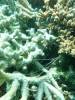 427 - 20171023 Hamilton Island Whitsundays GBR Platform Dive4