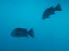 428 - 20171023 Hamilton Island Whitsundays GBR Platform Dive4