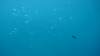 516 - 20171023 Hamilton Island Whitsundays GBR Platform