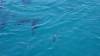 525 - 20171023 Hamilton Island Whitsundays GBR Platform