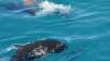 526 - 20171023 Hamilton Island Whitsundays GBR Platform