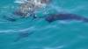 527 - 20171023 Hamilton Island Whitsundays GBR Platform