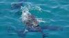 528 - 20171023 Hamilton Island Whitsundays GBR Platform