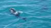 529 - 20171023 Hamilton Island Whitsundays GBR Platform