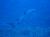 Dive1-1 El Cannon-104 Dive1-1 El Cannon