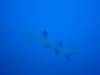 Dive1-3 El Cannon-115 Dive1-3 El Cannon