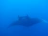 Dive1-4 El Cannon-112 Dive1-4 El Cannon