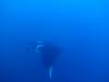 Dive1-4 El Cannon-127 Dive1-4 El Cannon