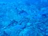 105 - Dive1-1 El Cannon