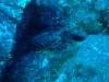 107 - Dive1-1 El Cannon