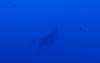 108 - Dive1-1 El Cannon