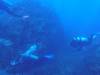 101 - Dive1-2 El Cannon