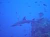 104 - Dive1-2 El Cannon