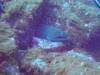 105 - Dive1-2 El Cannon