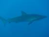 107 - Dive1-4 El Cannon