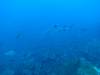 109 - Dive1-4 El Cannon