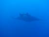 110 - Dive1-4 El Cannon