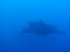 111 - Dive1-4 El Cannon