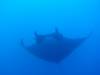 115 - Dive1-4 El Cannon