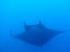 116 - Dive1-4 El Cannon