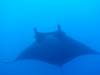 118 - Dive1-4 El Cannon