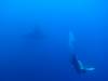 125 - Dive1-4 El Cannon