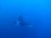 129 - Dive1-4 El Cannon