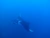 130 - Dive1-4 El Cannon