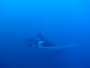 132 - Dive1-4 El Cannon