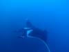 135 - Dive1-4 El Cannon