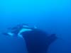 141 - Dive1-4 El Cannon