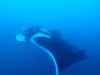 143 - Dive1-4 El Cannon
