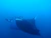 145 - Dive1-4 El Cannon