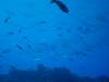 102 - Dive2-1 El Boiler