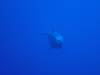 112 - Dive2-1 El Boiler
