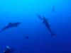 128 - Dive2-1 El Boiler